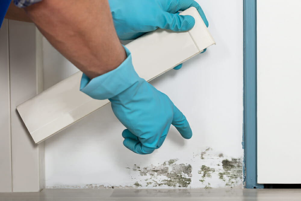 Person Hand Cleaning Moldy Wall