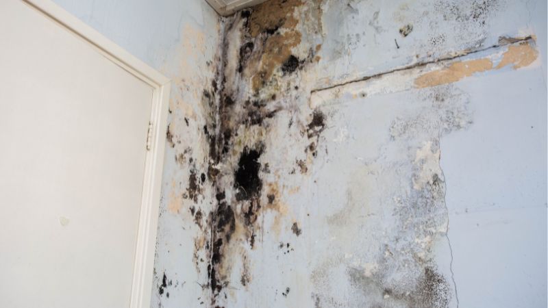 Severe mold growth on an indoor wall and ceiling, showing dark black and greenish patches, with peeling paint.