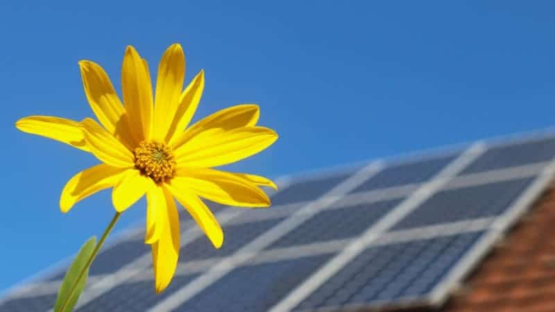 Uma flor amarela vibrante em foco com painéis solares em um telhado visível ao fundo sob um céu azul claro.